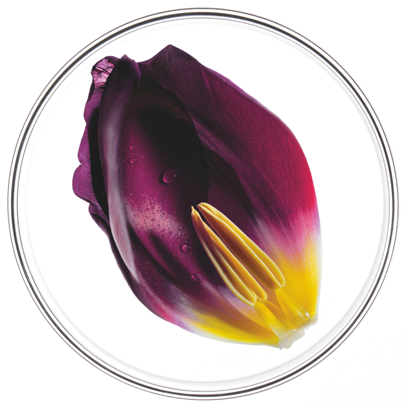 Patented Tulip Extract