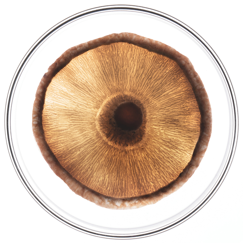 Patented Shiitake Extract