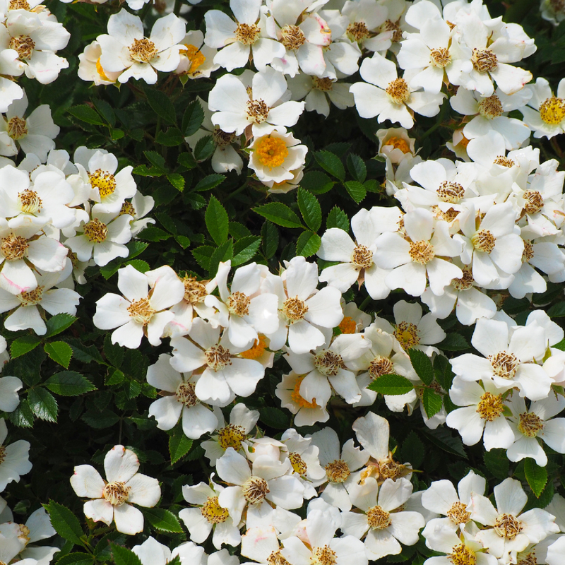 White Musks