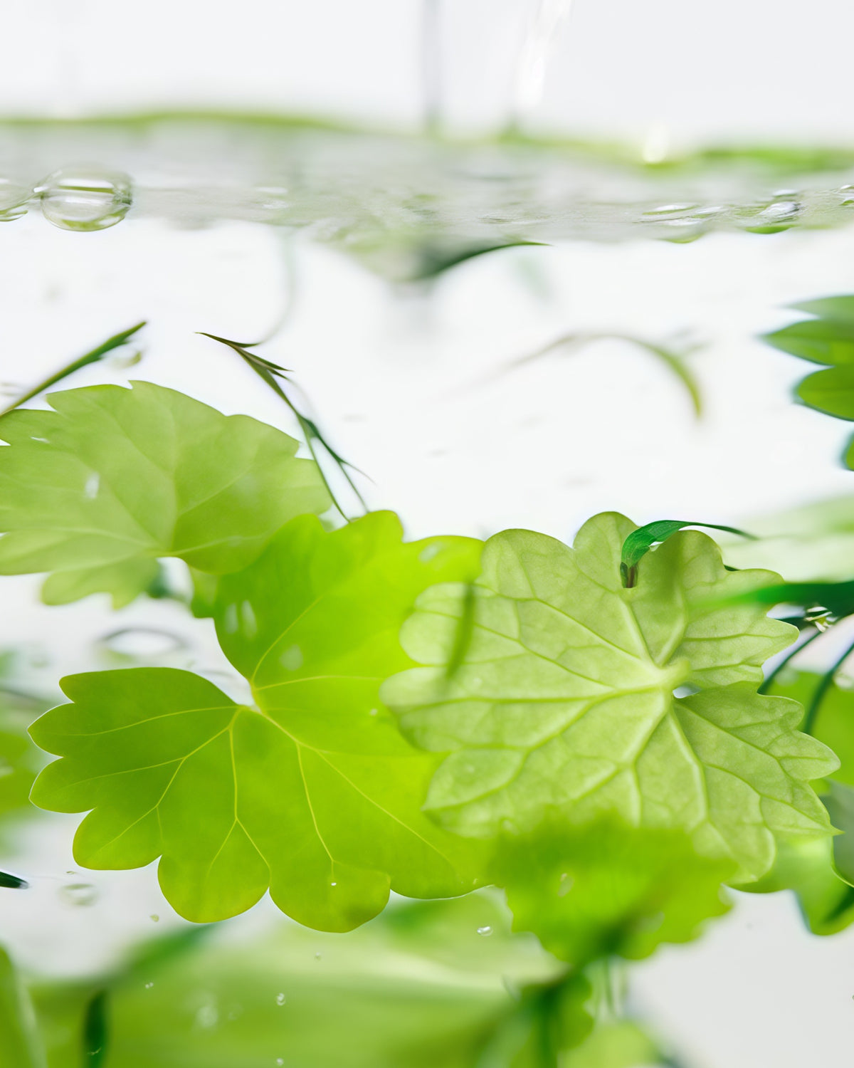 Why Choose Bring Green