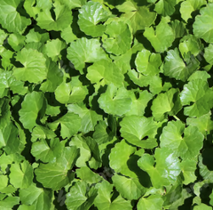 CENTELLA ASIATICA