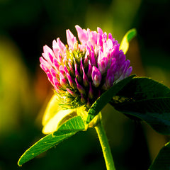 CLOVER FLOWER
