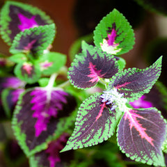 COLEUS FORSKOHLII