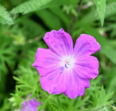 EPILOBIUM FLEISCHERI