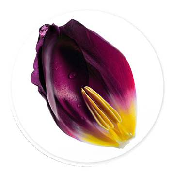 Milk Thistle & Tulip Extracts