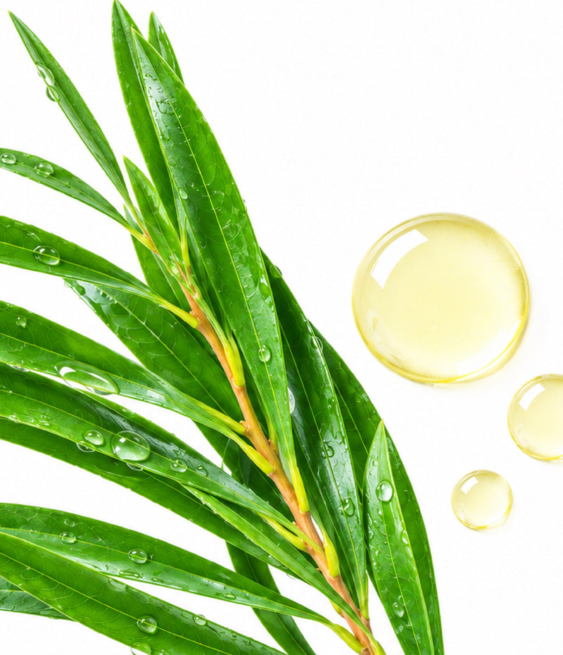Tea Tree Leaf Oil & Extracts