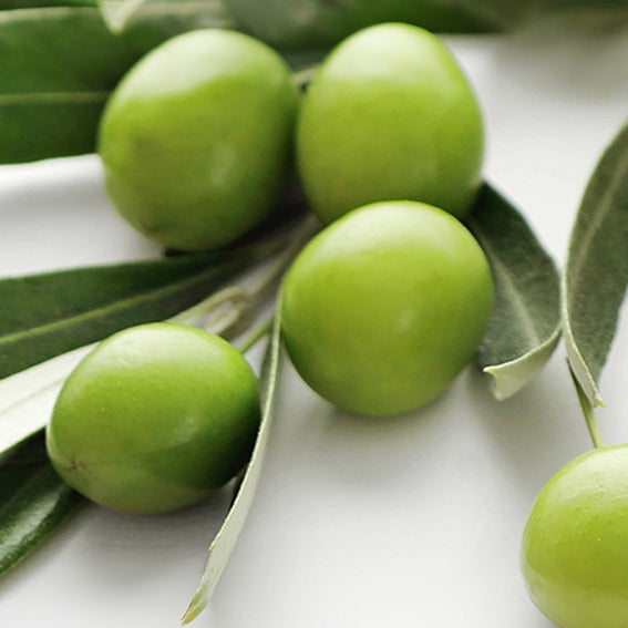 Simmondsia Chinensis Seed Oil