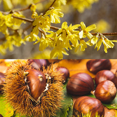 WITCH HAZEL & CHESTNUT