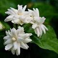 Adopt Au Feminin product image showing a close-up detail of delicate white jasmine flowers with green leaves