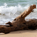 Adopt Au Pluriel, a piece of weathered driftwood with holes and texture,