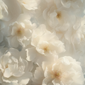 Adopt Avenue Des Fleurs close-up showing the delicate texture of white and cream floral petals