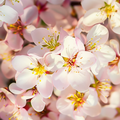 Adopt Balade Dans Les Champs with a close-up of delicate pink and white cherry blossoms with yellow centers