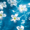 Adopt Blue Lagoon Body & Hair Mist, represented by white plumeria flowers floating on a vibrant blue water surface,
