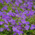 Adopt Blue Suit, a field of vibrant purple-blue flowers in full bloom, showcasing their delicate petals and green foliage