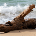 Adopt Blue Summer product image featuring a piece of driftwood on a sandy beach with ocean waves in the background