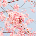 Adopt Fleur De Cerisier with a close-up of delicate pink cherry blossoms against a soft blue sky