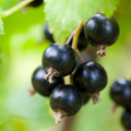 Adopt Fleur De Cerisier close-up of dark berries on a branch with green leaves in the background