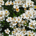 Adopt Fleur De Cerisier with numerous white cherry blossoms and green leaves in a close-up shot