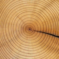 Adopt Fleur De Gingembre close-up detail of a tree trunk showing its natural wood grain and growth rings