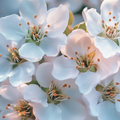 Adopt Fleur De Poirier close-up of delicate white pear blossoms with soft lighting and visible stamens