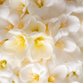 Adopt Fleur De Poirier close-up of white and yellow pear blossom flowers, showcasing their delicate texture