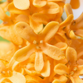 Adopt Flower Mania close-up detail of the vibrant orange flower petals and their intricate texture