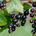 Adopt Gipsy Karma close-up of ripe blackcurrants on a branch with green leaves and some developing berries