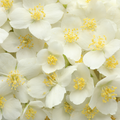 Adopt Golden Queen, a close-up top view of numerous white jasmine flowers with yellow centers,