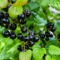 Adopt Gypsy Karma shows a close-up of ripe blackcurrants on a bush, highlighting their dark,