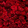 Adopt Gypsy Karma, a vibrant bouquet of deep red roses, showcasing their rich texture and velvety petals
