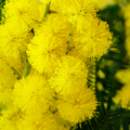 Adopt Hippie Mantra close-up detail of the vibrant yellow mimosa flowers, showcasing their delicate texture