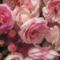 Adopt Izmir Saphir, a close-up view of a bouquet of delicate pink roses with soft petals