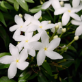 Adopt Jasmin Divin product image showing a close-up of white jasmine flowers with yellow centers and green leaves