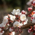 Adopt L'Or Blanc close-up of delicate white and pink blossoms on a branch, showcasing the intricate details of the flowers