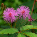 Adopt Lovely Kiss, a close-up detail of the vibrant pink, spiky flowers and green leaves of the Mimosa Pudica plant