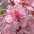 Adopt Ma Cherry perfume, a close-up detail of delicate pink cherry blossoms with vibrant yellow stamens