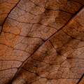 Adopt Ma Cherry product image showing a detailed close-up of a dried leaf texture in warm brown tones