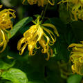 Adopt Musc Blanc perfume with close-up of yellow ylang-ylang flowers and green leaves in a natural setting