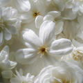 Adopt Nuit Parisienne, a close-up detail of white flowers, showcasing the delicate texture and soft petals