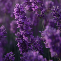 Adopt Oh Mon Capitaine fragrance with a close-up detail of vibrant purple lavender flowers in a field