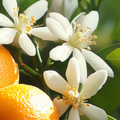 Adopt Oui Je Le Veux fragrance with close-up of orange blossoms and fruit, highlighting the natural citrus notes