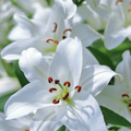 Adopt Paris Rêverie fragrance, a close-up of white lilies with prominent stamens and pistils, showcasing the floral notes