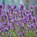 Adopt Provence Soleia close-up of vibrant purple lavender flowers in bloom,