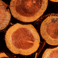 Adopt Provence Soleia product image showing a detailed texture of cut logs with visible growth rings