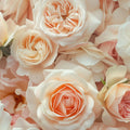 Adopt Rose Diamant, a close-up texture shot of many light pink and peach roses, showcasing their delicate petals