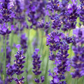 Adopt Sexy Frenchy perfume with a close-up detail of lavender flowers and a bee, highlighting the natural ingredients