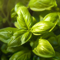 Adopt Sexy Frenchy close-up of fresh green basil leaves, highlighting their vibrant color and texture