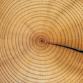 Adopt Urban Chic product image showing a detailed texture of a tree trunk with concentric rings and a crack