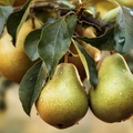 Adopt Urban Chic fragrance with fresh pears on a branch, glistening with water droplets in natural light