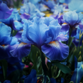 Adopt Vanilla Bourbon product in a beautiful field of vibrant blue and purple iris flowers,